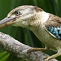Blue-winged Kookaburra at Fresh Water Lakes<br />Canon EOS 7D + EF400 F5.6L